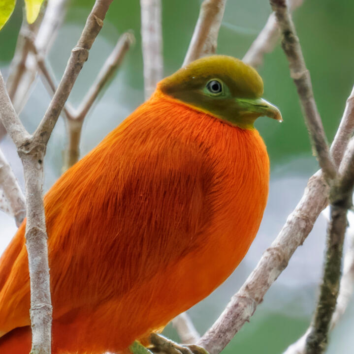 Orange dove (Ptilinopus victor) male, Taveuni, Fiji